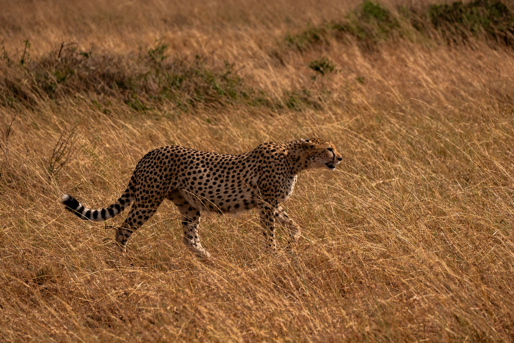 Sony 100-400mm @400mm Photo of Cheetah