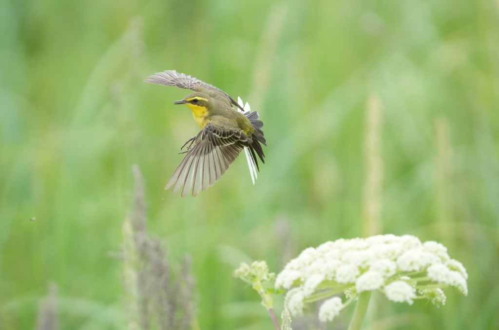 Sony FE 200-600mm Sample Image - Bird