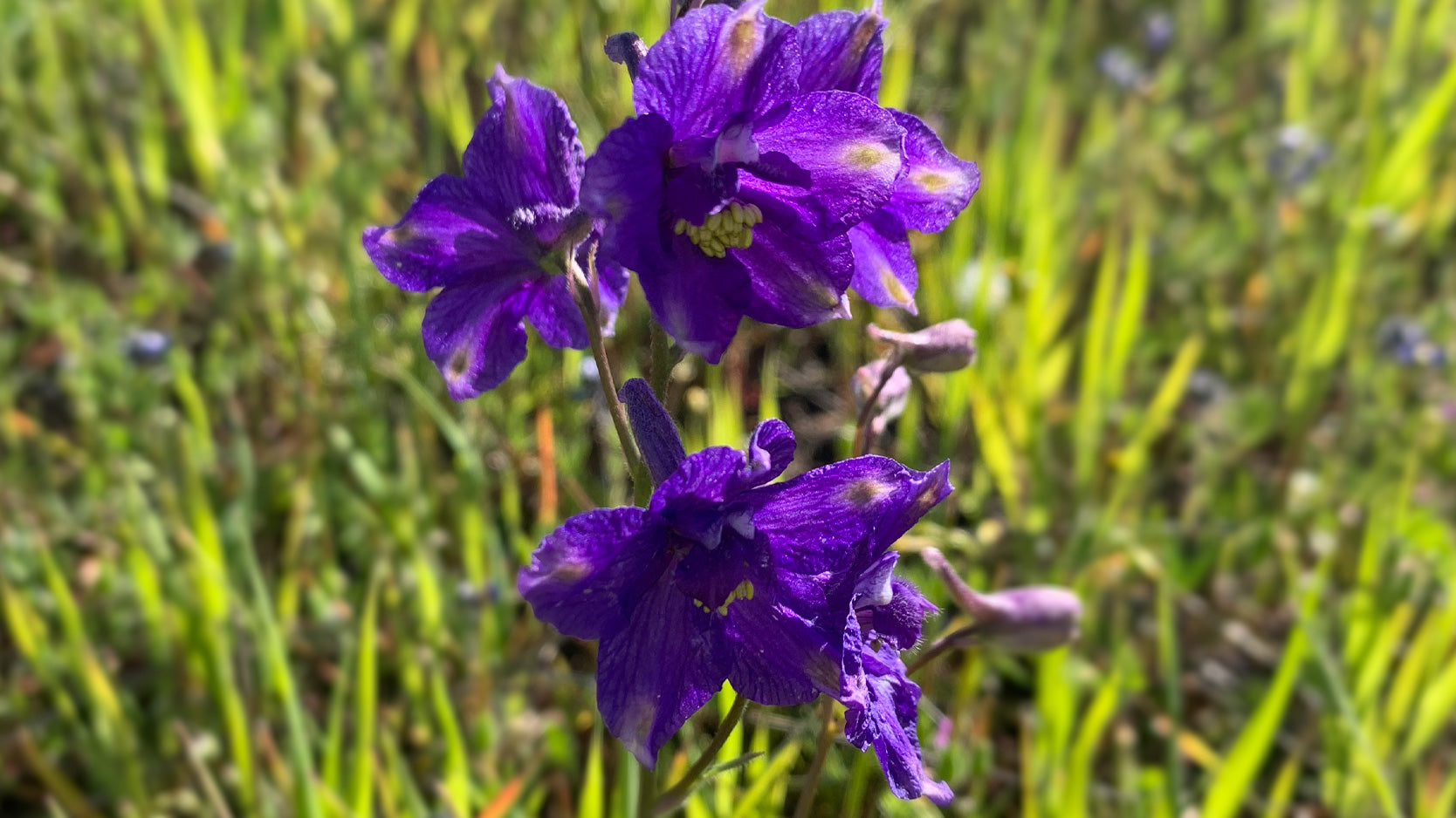 Bidwell Park Wildflower Purple