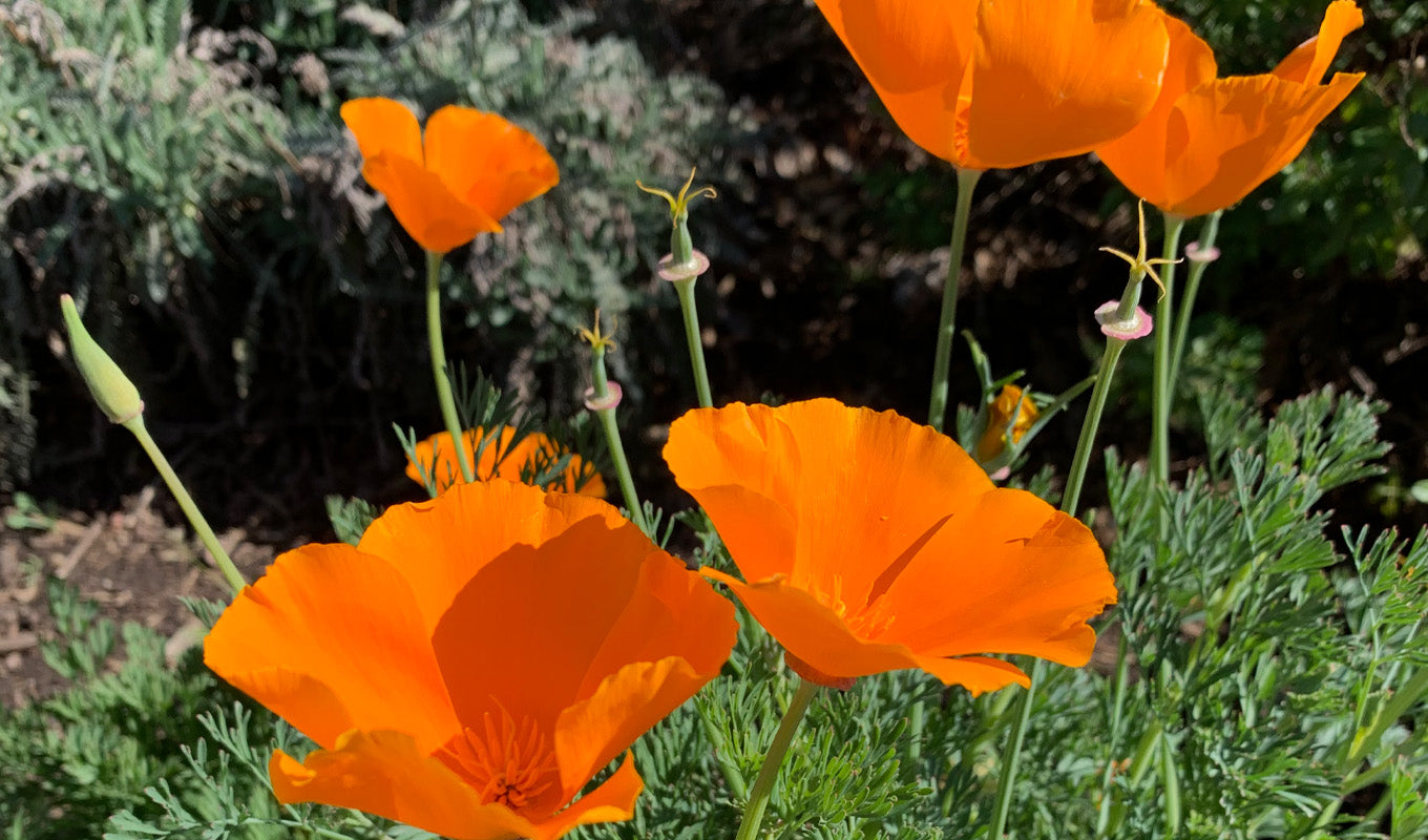 California Poppy Flower