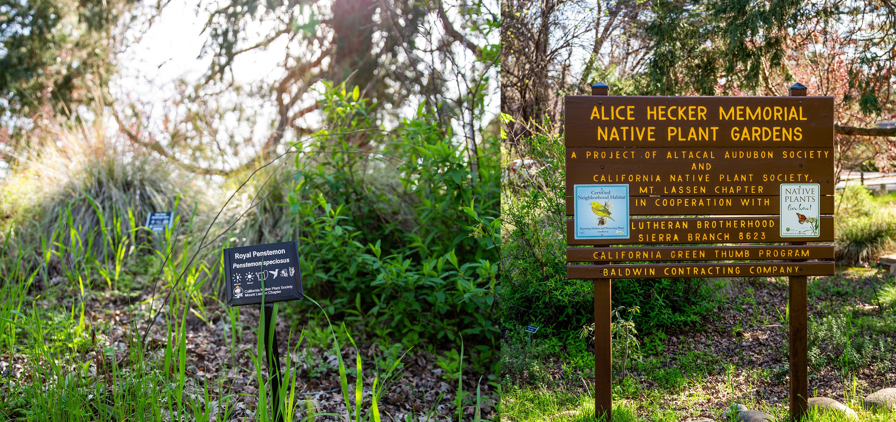 Native Plants at the Chico Creek Nature Center Chico CA