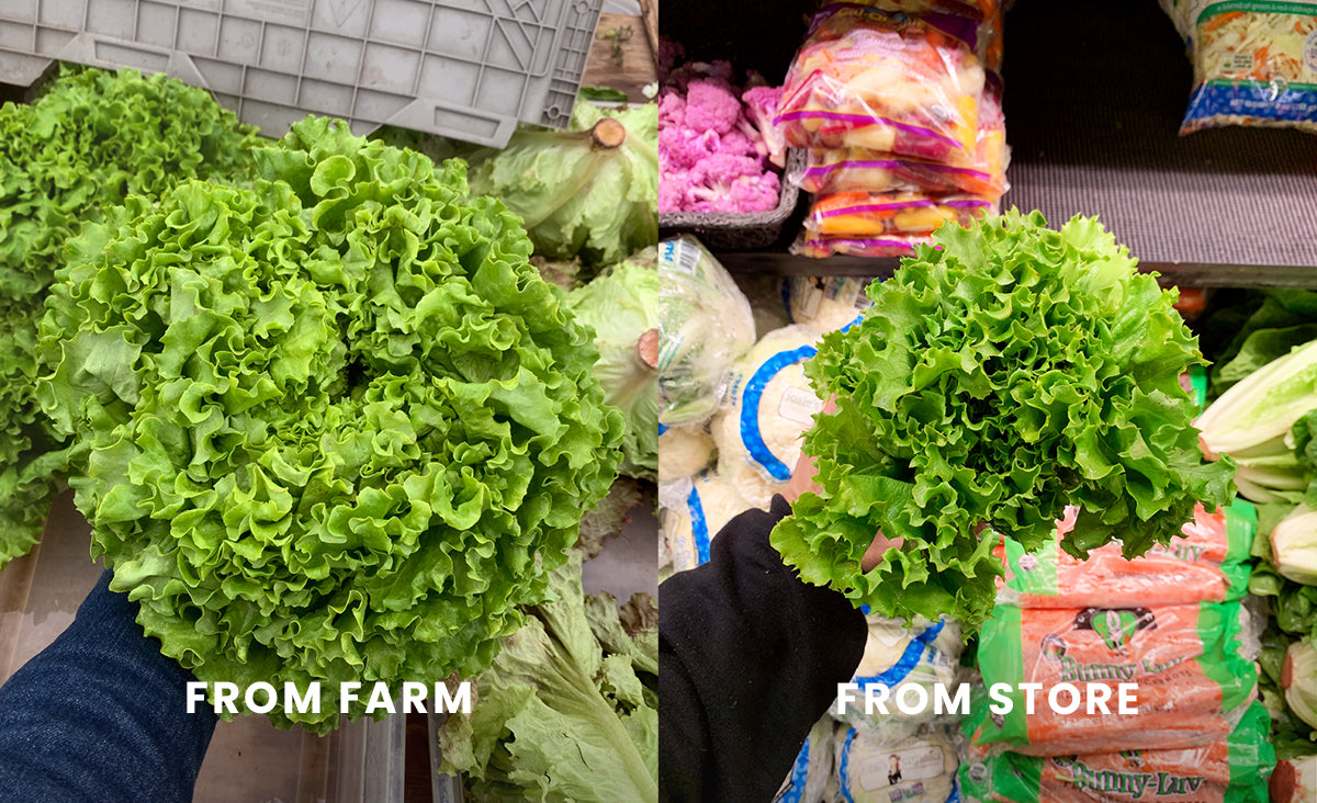Green Leaf Lettuce Farmers Market Vs Conventional Grocery Store