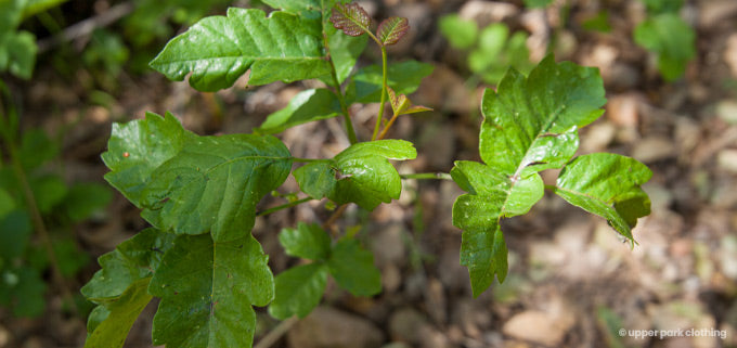 Poison Oak Leaves - Upper Bidwell Park