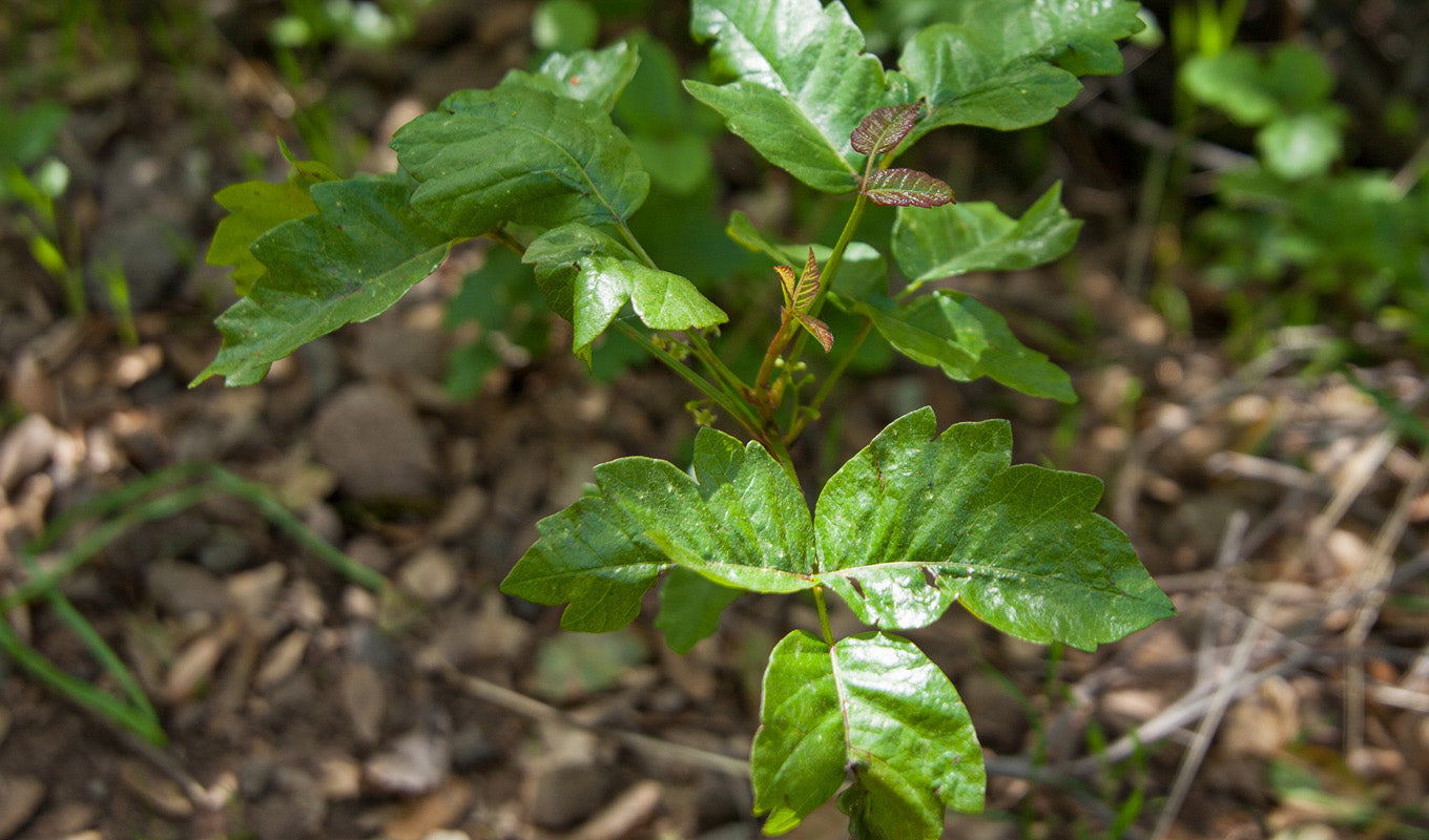 Poison Oak - Bidwell Park Chico California