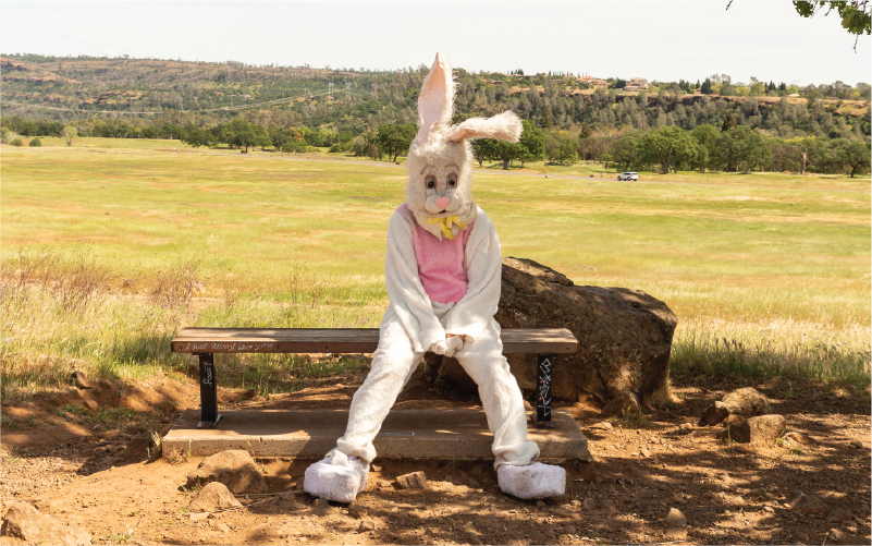 Easter Bunny sitting on a bench in Upper Bidwell Park