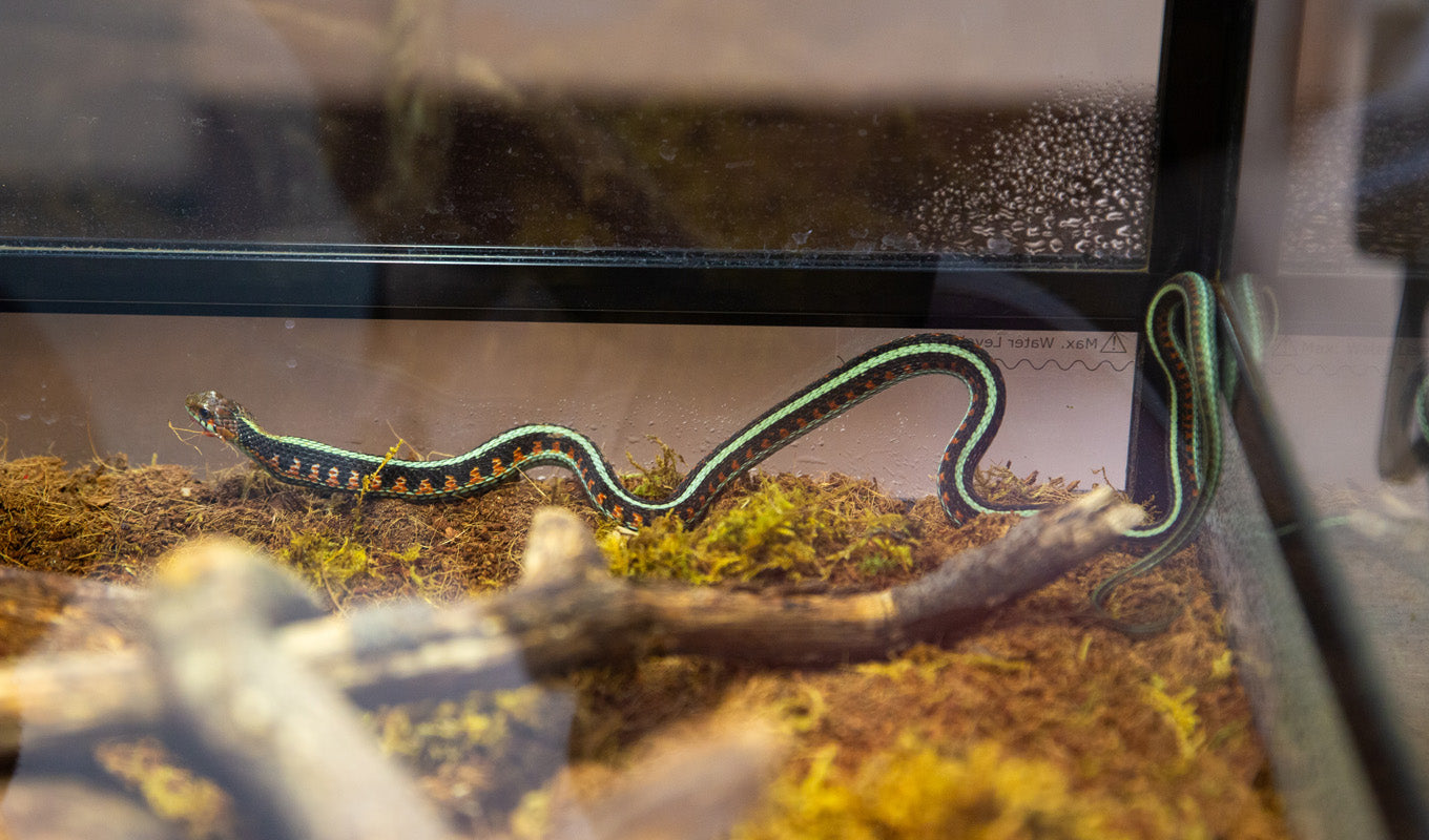 Chico Creek Nature Center Snake