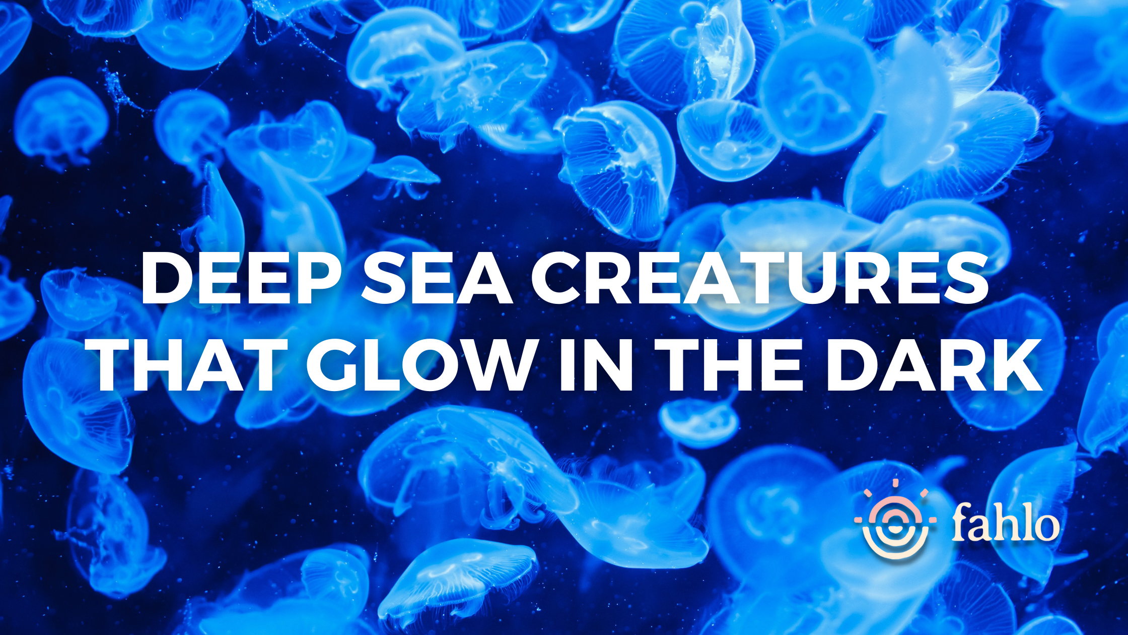 Sea Creatures That Glow In the Dark