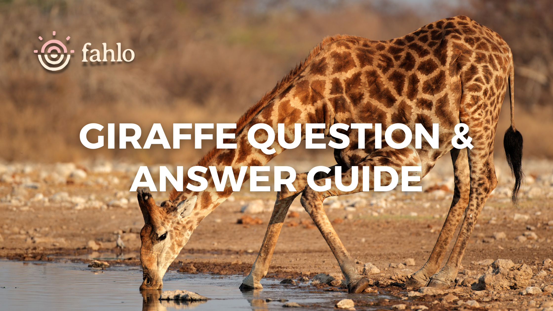 Giraffe Question & Answer Guide