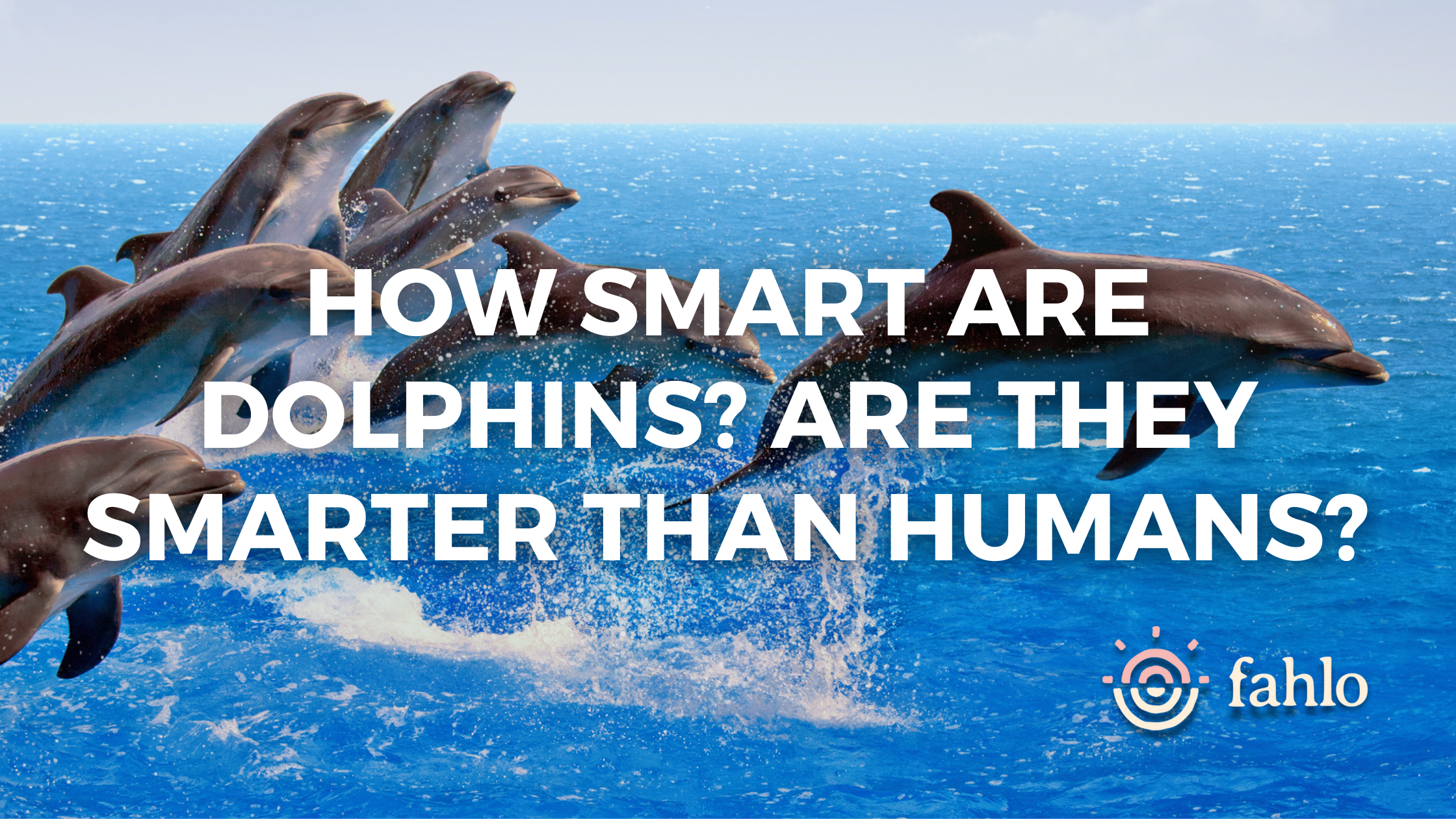 How smart are dolphins
