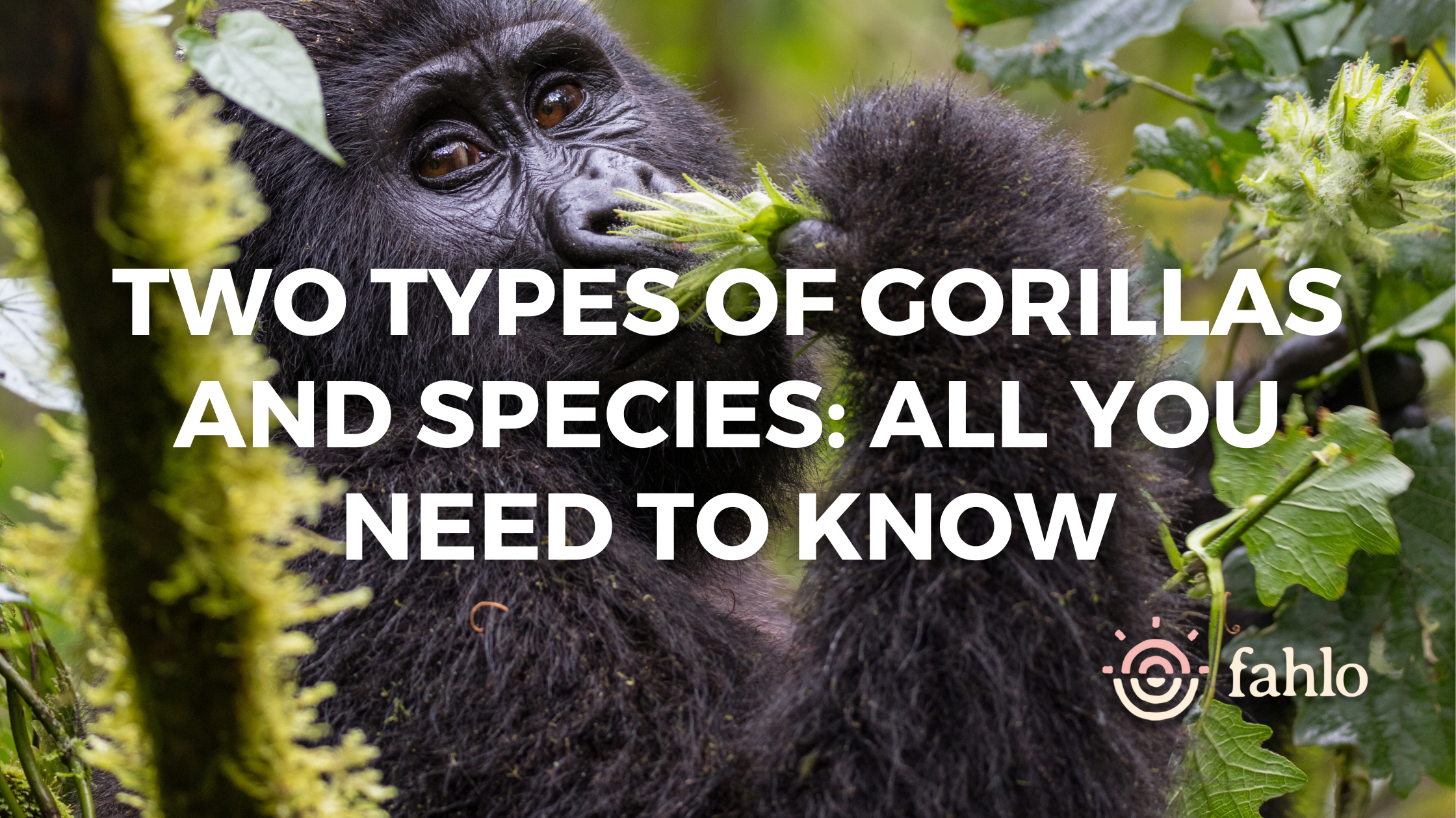 Types Of Gorillas And Species
