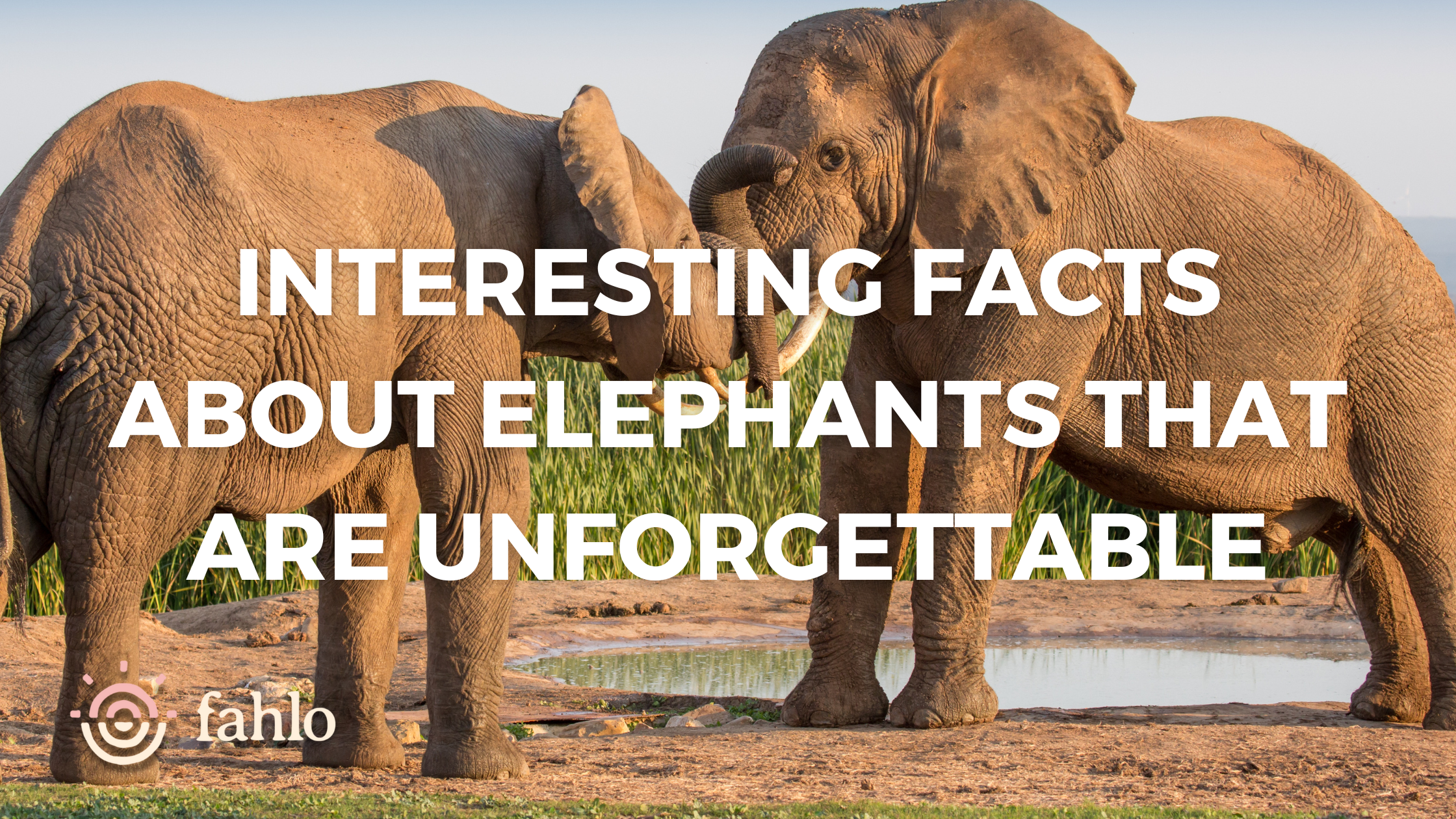 Interesting Facts About Elephants That Are Unforgettable