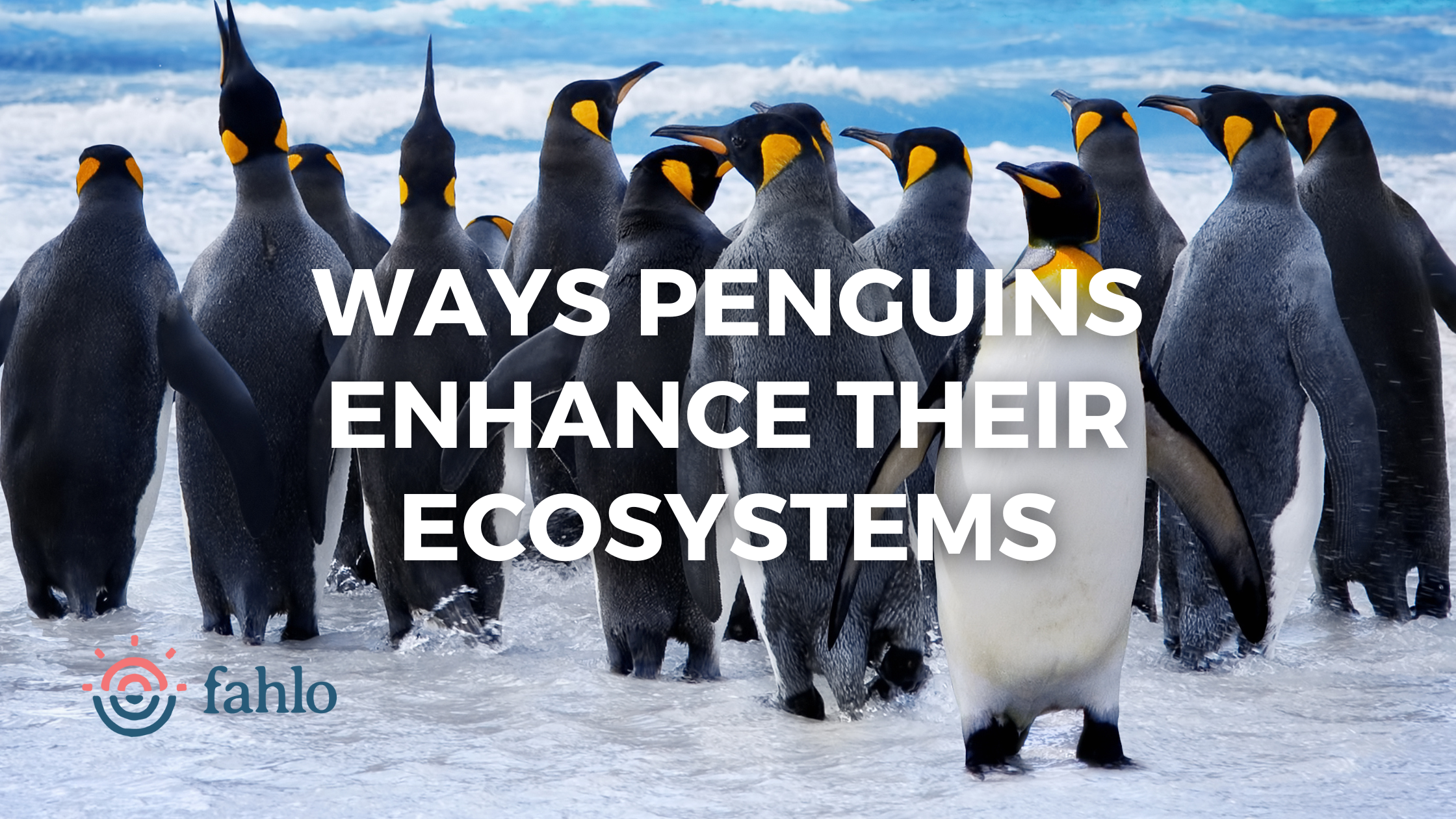 Ways Penguins Enhance Their Ecosystems