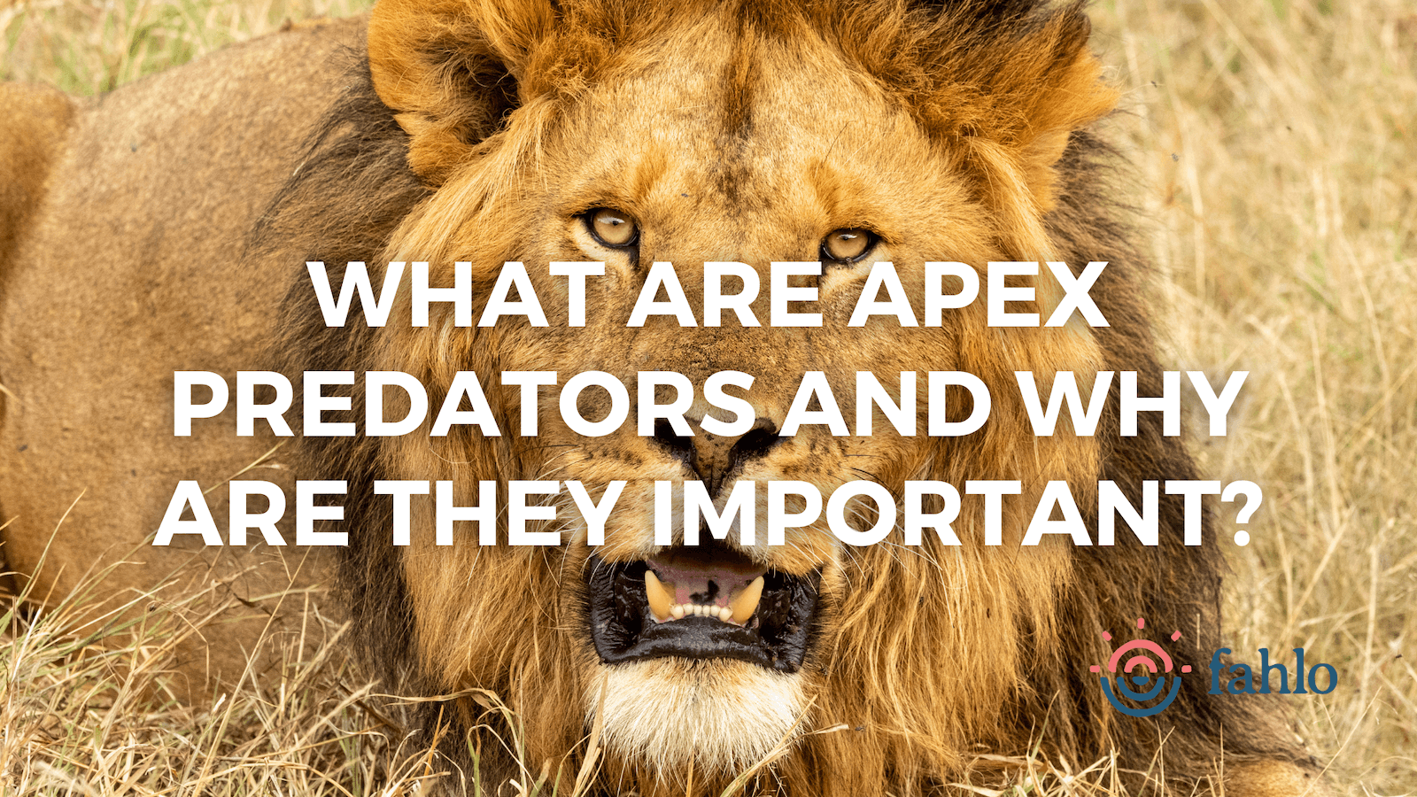 What is an apex predator?
