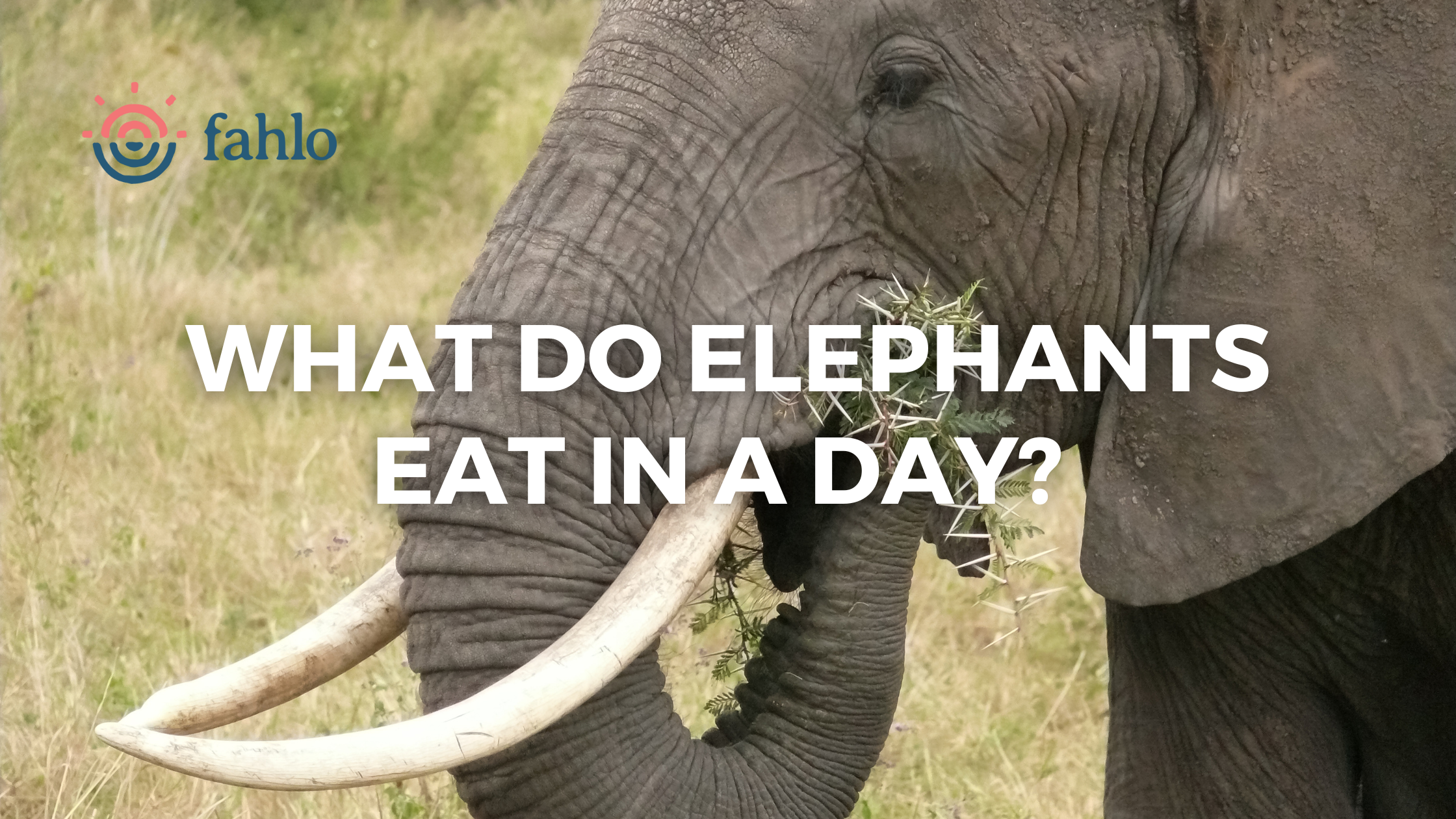 What Do Elephants Eat In A Day?