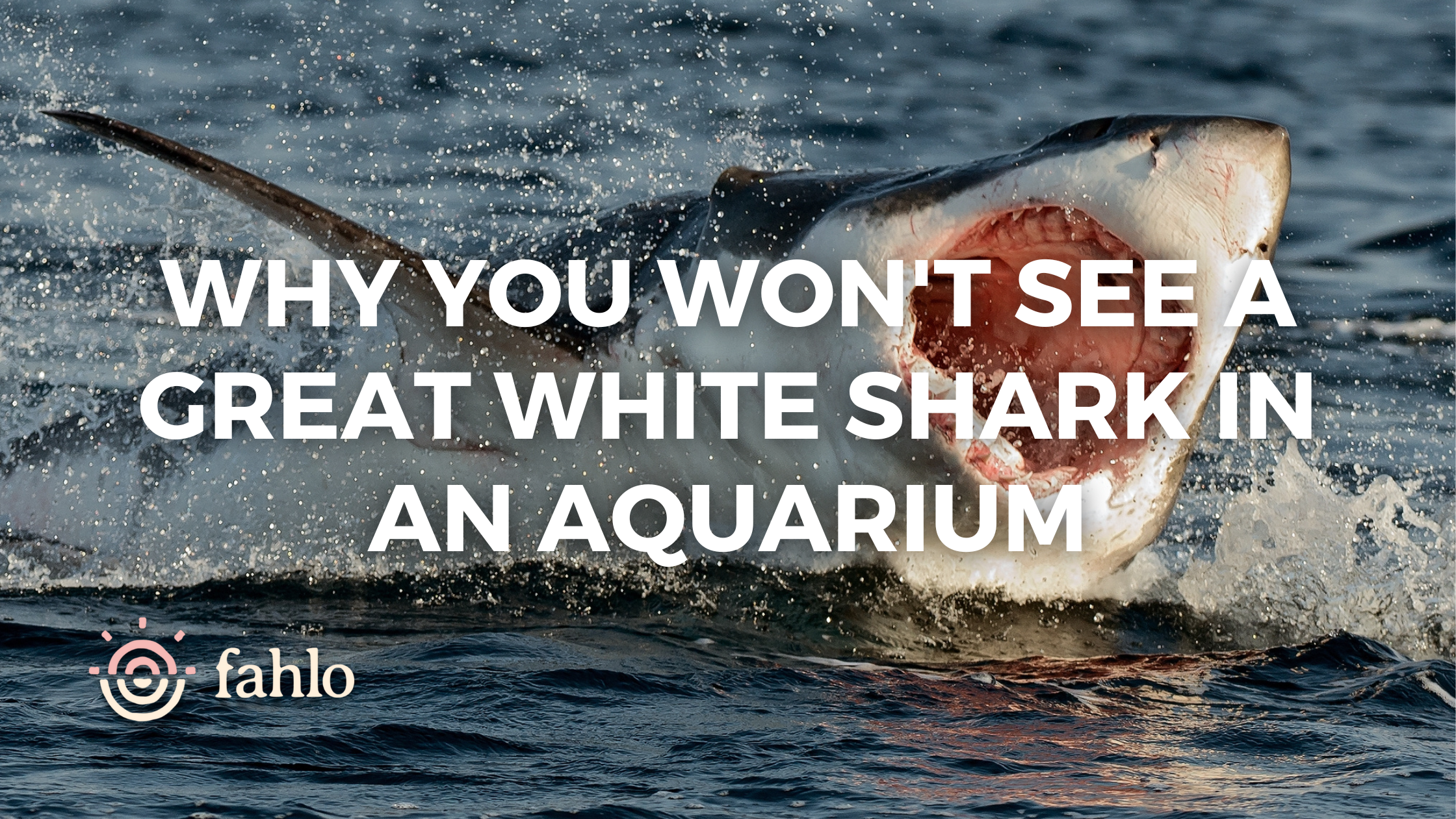 Why You Won't See A Great White Shark In An Aquarium