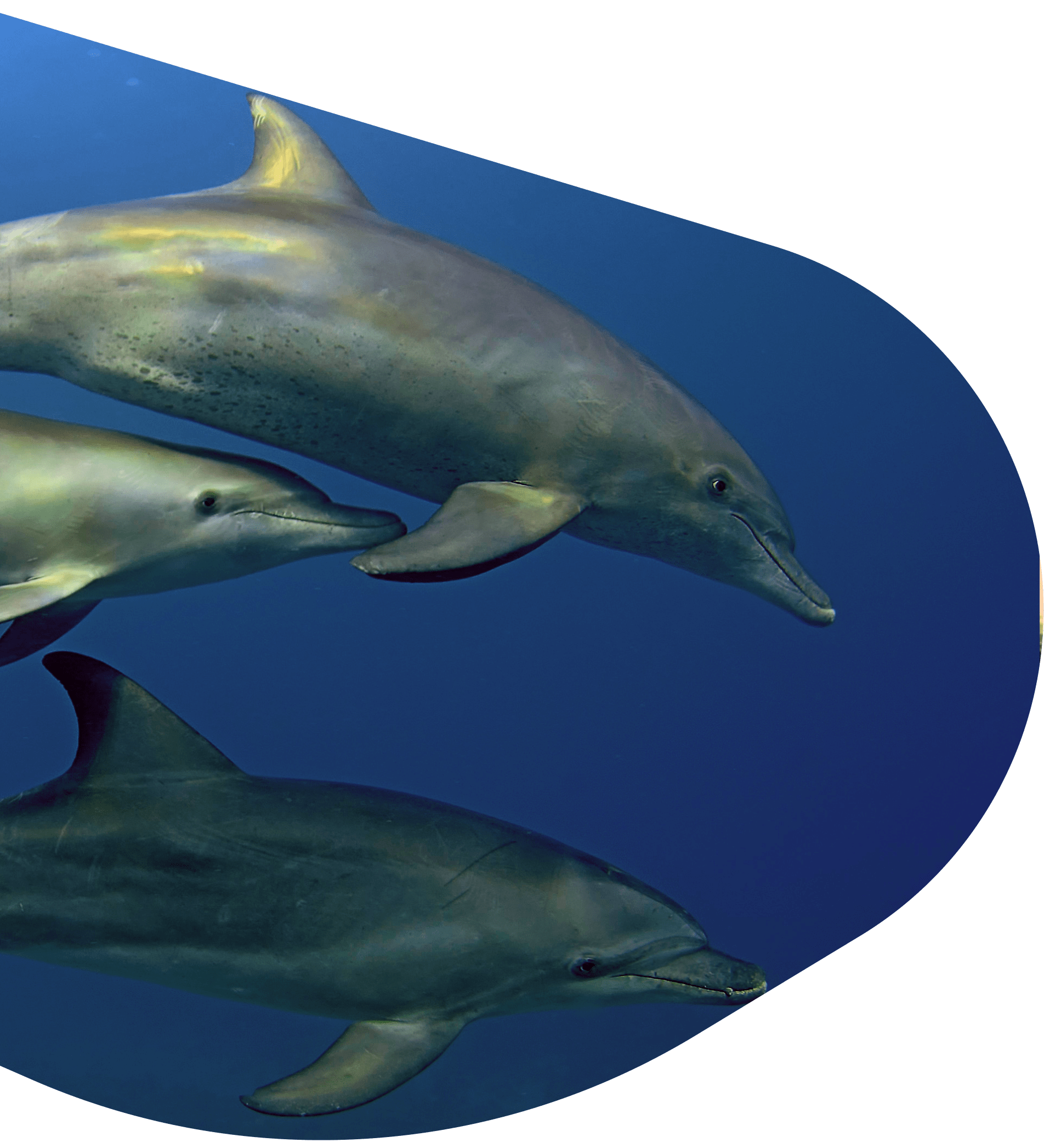 Dolphin Tracking Bracelet | The Odyssey Bracelet by Fahlo