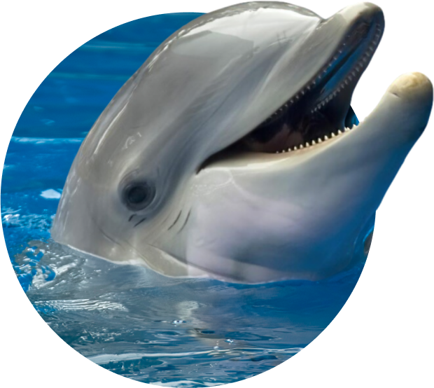 Bracelet Odyssey Dolphin The by Tracking Fahlo Bracelet |