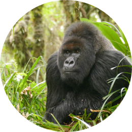 Gorilla Tracking Bracelet | The Traverse Bracelet | Fahlo