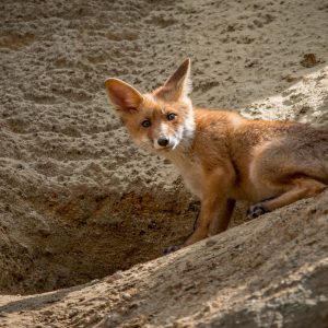 dig like a fox