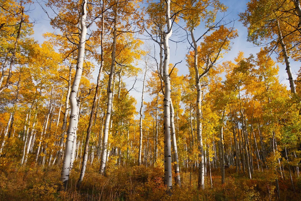 Aspen en otoño