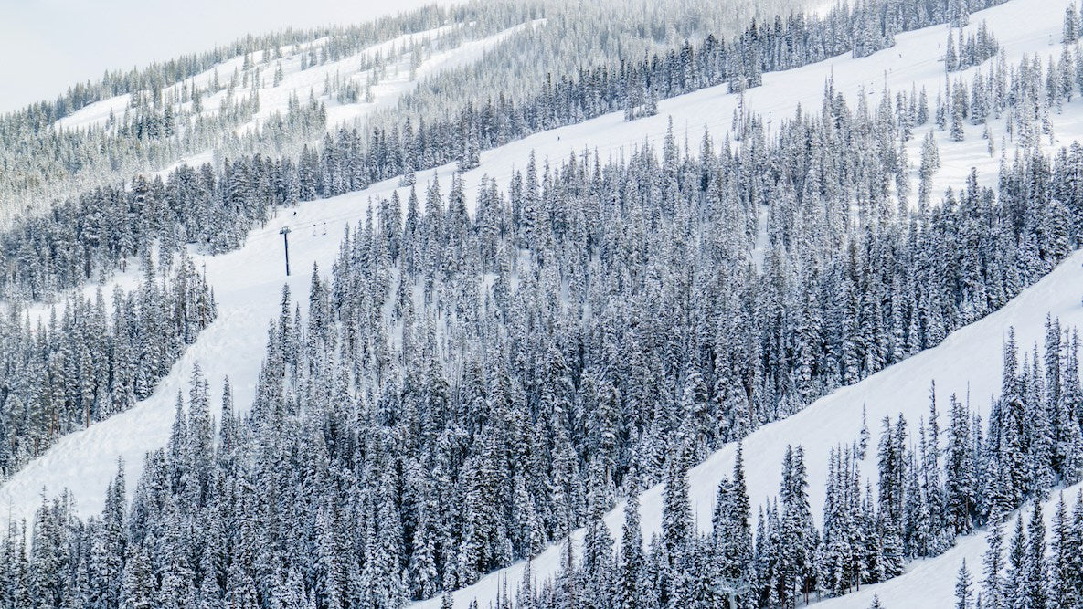 Aspen nevado