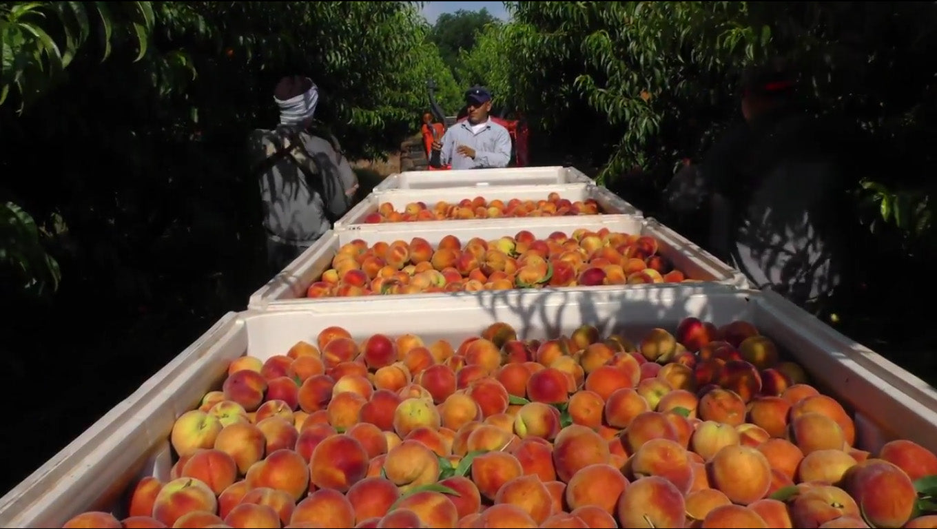 Picking Peaches