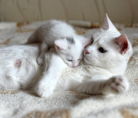 chaton et mère