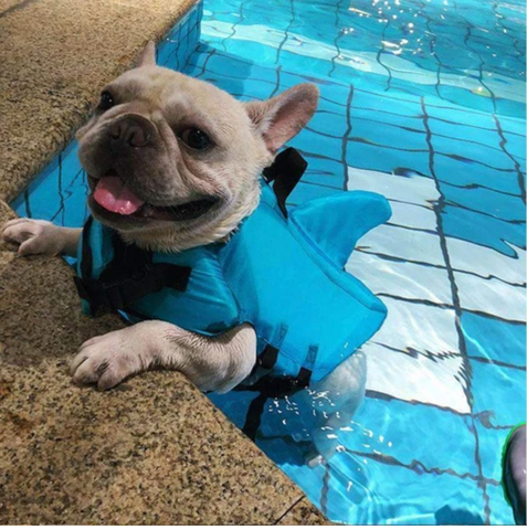 gilet de natation pour chien
