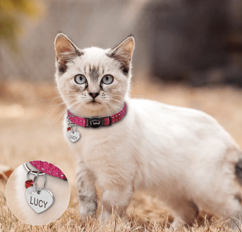 Collier Chat avec Médaille Personnalisée - Anti-étranglement