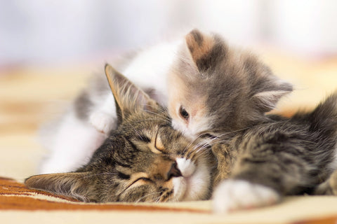 Superbes photos de chatons avec leurs mamans - bisous sur la joue de maman