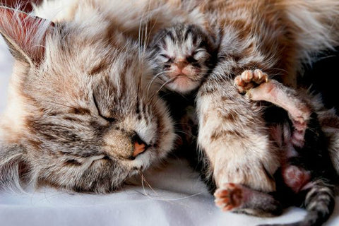 Superbes photos de chatons avec leurs mamans