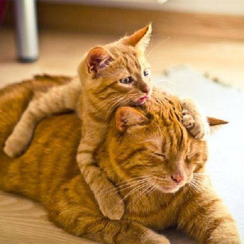 Superbes photos de chatons avec leurs mamans