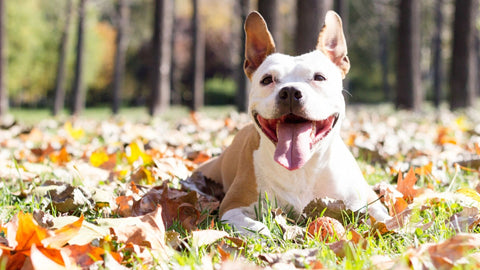 bouledogue