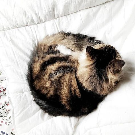 L'Origine de la position en boule des Chats