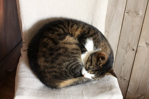 chat-en-boule