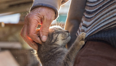 chat et homme