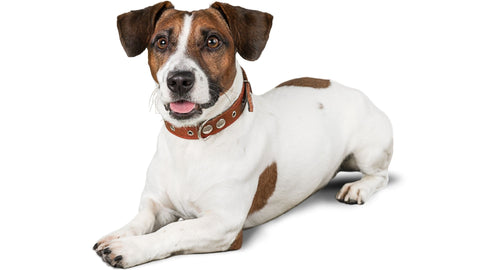 Jack Russell Terrier