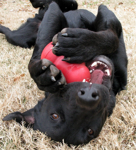 jouet solide pour chien