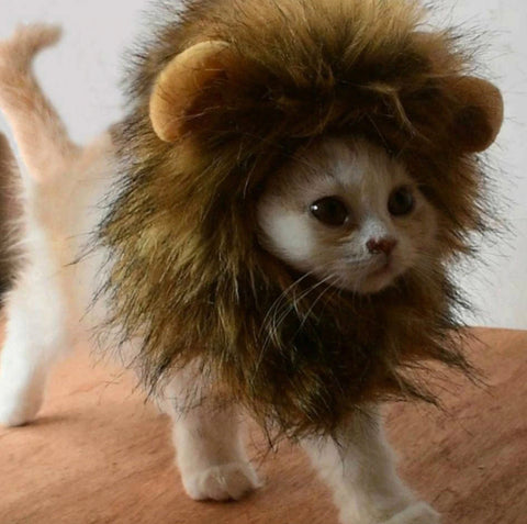 crinière lion pour chat