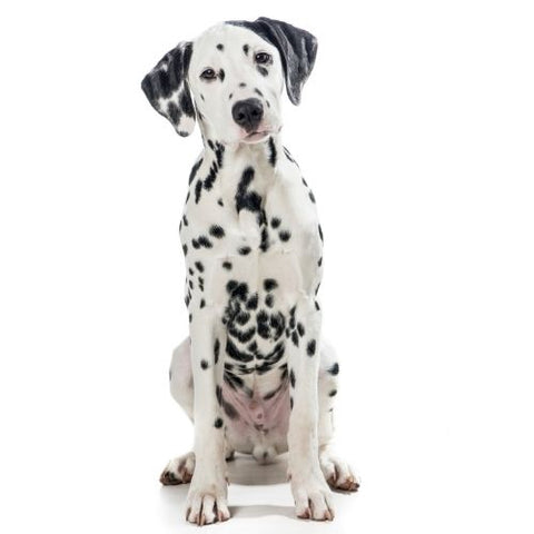 Dalmatien