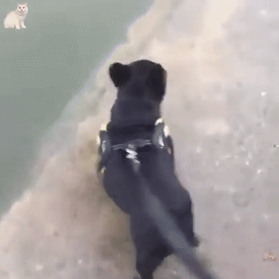 danger noyade chien
