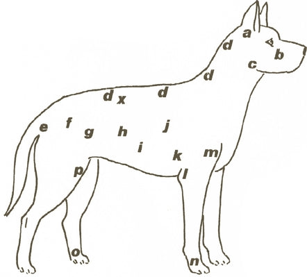 diagnostic du chien