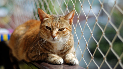 filet protection balcon pour chat