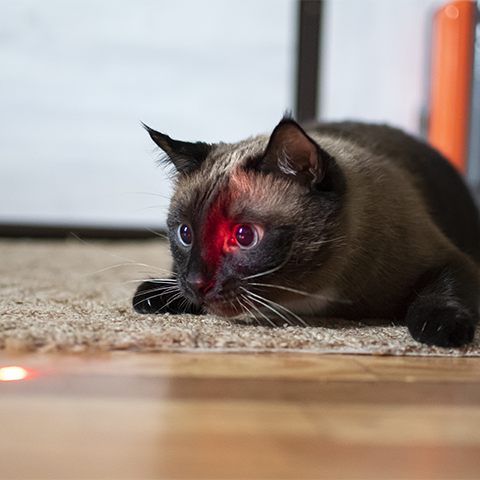 jouet laser pour chat