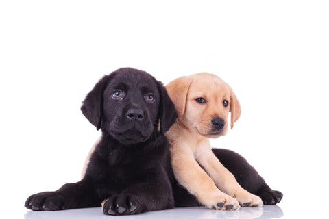 duo labrador