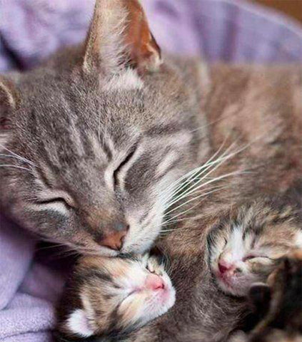 photos de chatons avec leurs mamans