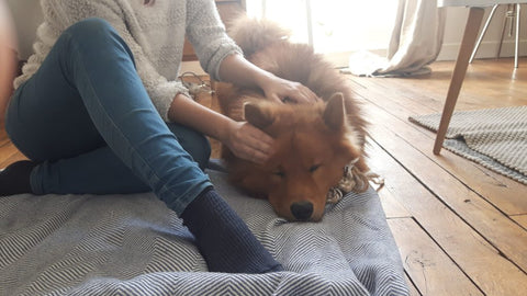 massage canin tête du chien