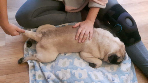 massage canin