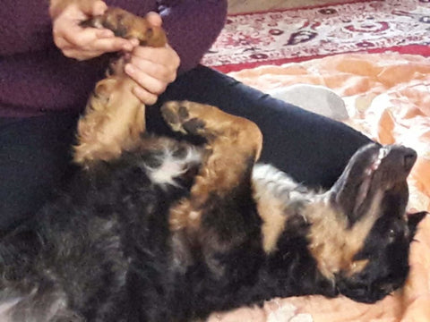 massage du chien