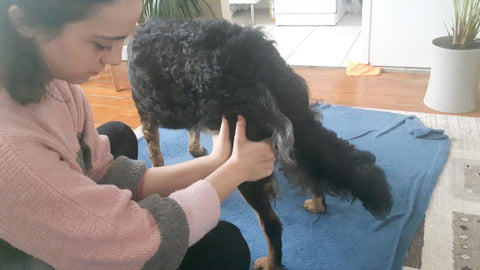 massage patte du chien